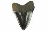 Fossil Megalodon Tooth - Sharp Serrations #122937-2